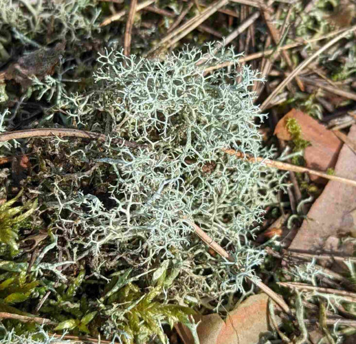 A close up photo of moss. It is light Green-Grey colored, with a shape reminiscent of some crystalline formation or neurons, I guess?