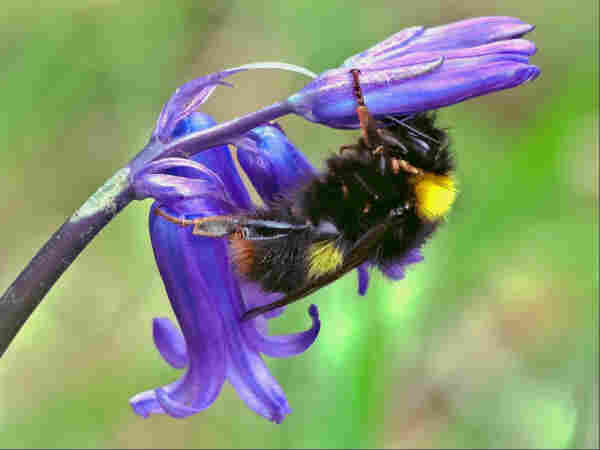 Closeup of a small bumblebee clinging onto the underside of a blue bell-shaped flower, its legs resting on another, with two other bluebell flowers behind it