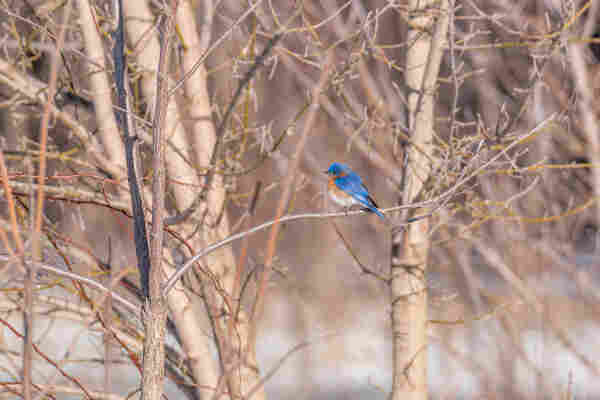 Image of a male eastern bluebird perched on a grey tree branch with out of focus branches and tree trunks in the background. The bluebird is facing left leaving one eye visible. Male eastern bluebirds have white bellies surrounded by orange along with an orange chest and neck, blue wings with black markings, blue backs and heads, dark eyes, black beaks, and dark brown legs and feet.