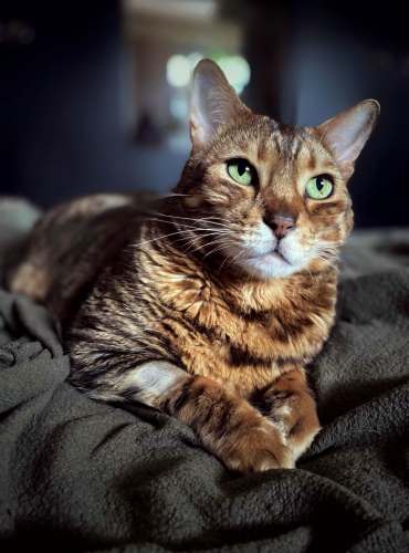 A portrait of bengal cat Neko on the bed looking up towards the window. A sweet golden brown with expressive sage green eyes. He is surviving cancer and has a vet visit today to check his bloods. 