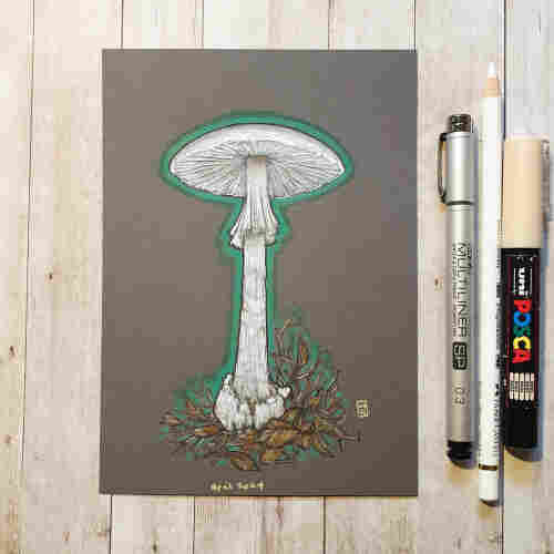 Original drawing - Destroying Angel Mushroom
A colour drawing of a destroying angel mushroom. A tall elegant pure white mushroom that is highly toxic.
Materials: colour pencil, mixed media, acid free grey pastel paper
Width: 5 inches
Height: 7 inches