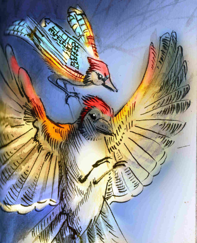 Fire Jays (artist Paul Humphreys, Inkycovers). They are like blue jays in form, but redheaded, and with yellow and red highlights on a blue body. One is shown beating wings and showing its belly coming in to land, another perching on a branch.