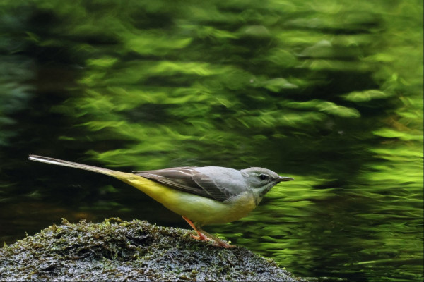A gray bird with yellow undercarriage and a long tail perches on a moss-covered stone in the middle of a shallow river. It leans forward, ready to jump into action. Behind in the water dances in the reflections of trees and shadows on the opposite bank
