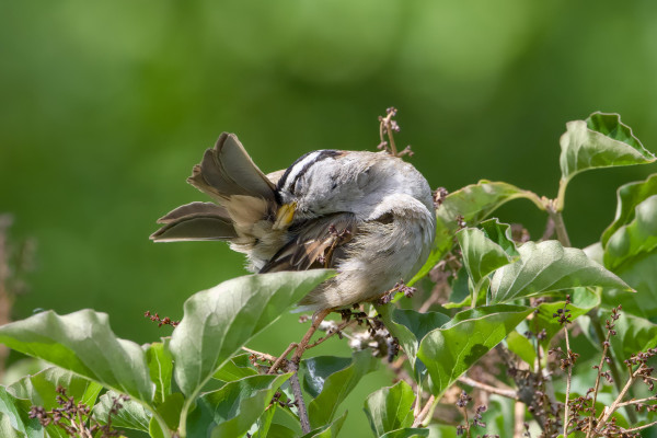 A White-crowned Sparrow up in a bush, twisting itself to groom near its nethers. The background is fuzzy out of focus green