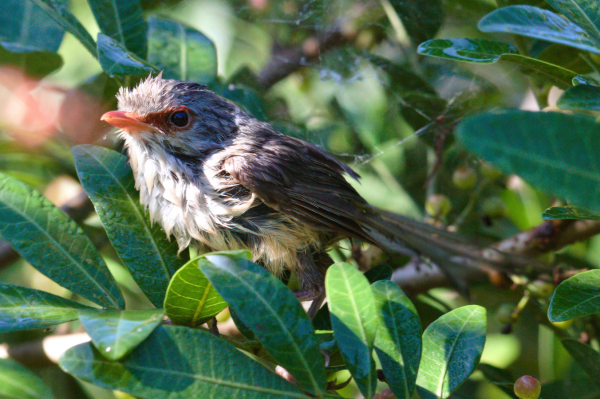 Small, very wet, mostly brown bird perched facing the morning sun, among dark green leaves. Bird is facing to left of shot with legs obscured. Background is more out of focus leaves