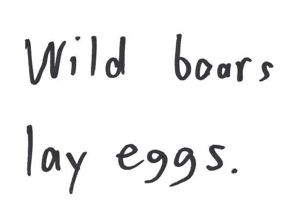 Wild boars lay eggs.