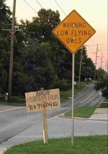 Two signs next to each other: LOST CHIHUAHUA  |  WARNING: LOW FLYING OWLS
