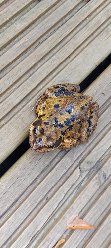 Yellowish frog with black spots on its body and brown spots in its face sitting on a wooden patio