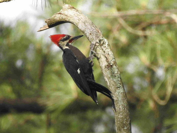 A large black woodpecker with white on its face and a large bright red crest hangs on a branch of a dead tree