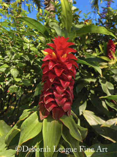 Red Ginger plant in bloom. A vibrant red tropical flower stands prominent among lush green foliage, basking in the sunlight. It has a unique structure with spiral-like blooms that stack densely as they ascend.

Also known as Alpinia purpurata, a native Malaysian plant with showy flowers on long brightly colored red bracts.