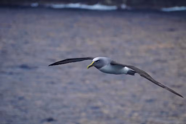A serious looking bird with a grey head, yellow beak, and white underneath, flying over the water.