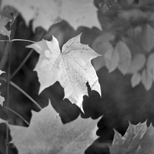 A light coloured sycamore leaf in the middle of the frame has slightly darker mottling, showing its age. Part is slightly out of focus, as are the partly-shown leaves above and below. Other leaves in the background fade into darkness. Black and white photo.