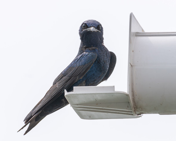 Photograph of a male purple martin perched on the platform just outside its nesting unit with a grey, overcast sky in the background. The martin is facing right but has turned its head to look directly into the camera.