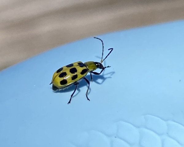A green beetle with black spots on a blue background 
