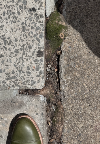 A tree root pressed between a sidewalk crack. 