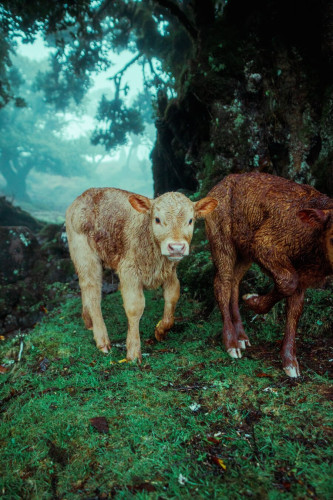 A photo of two small cows standing under a tree in the Fanal forest. In the background is rain, fog and trees.