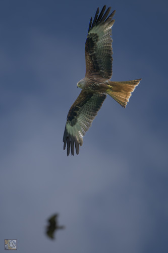 Two kites circling overhead