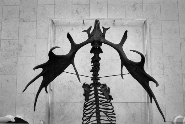 Black and white photo looking down onto the skeleton of a Giant Irish Elk. The skull appears top centre of the frame, with the antlers spreading back on either side.