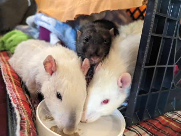 Three rats on a play tray. Maze, a siamese rex, Rens, a dark dumbo, and Lionel, an albino, jockeying for the best position to hoover up food in a dish.