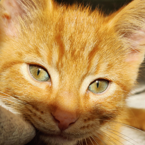 a small orange kitten's face up close, partially in the sun, he has a little pink nose, his pupils are constricted, and the color of his eyes fades from a brownish orange in the center to a greenish blue on the edge, he has white whiskers, darker orange stripes, and is only going to hold still for an instant 