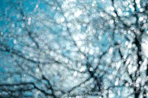 Trees covered with ice glistening with backlit sun. The sky behind the trees is a green-blue and the tree branches are silhouettes. The image is intentionally slightly out of focus so that the highlights take on circular ring shapes.