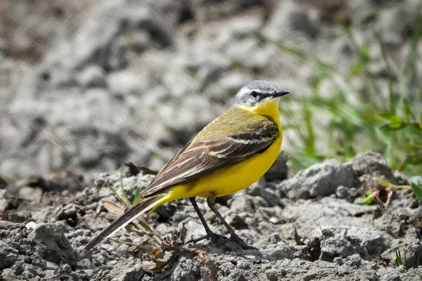 Photo of Western Yellow Wagtail on clay soil of a field. Body pointing to the right.  head turned, looking towards the camera 
