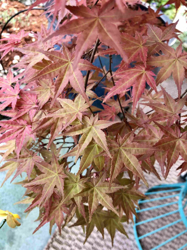 Close up view of a branch of leaves on a Japanese maple tree, changing from a pinky-red to green, with every color in between.
