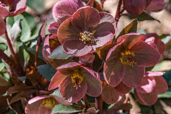 Photo of a group of hellebore flowers surrounded by hellebore foliage. This hellebore variety has five, lobed, burgundy sepals that surround a center filled with three magenta pistils and a large number of cream colored stamens surrounded by yellow, tube-shaped petals called nectaries. This variety has dark green leaves with burgundy undersides.