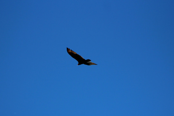Turkey Vulture
Cuyamaca Rancho State Park