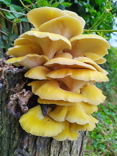 a large cluster of beautiful golden yellow mushrooms with frilled caps. The picture is taken from a low angle so you can see the underside of the mushrooms up top while still getting a clear view of the caps of the mushrooms below