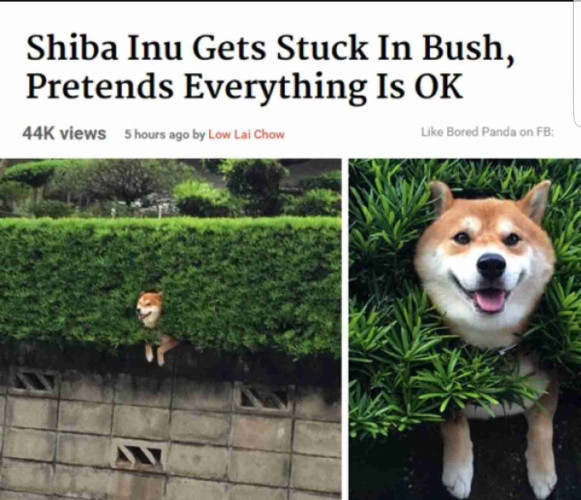 Headline that reads "Shiba Inu gets stuck in a bush, pretends that everything is ok" with a picture of the Shiba smiling while stuck in a bush.