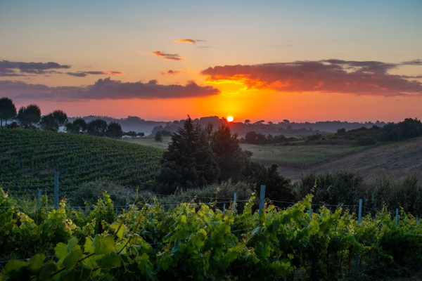 sun rising behind rolling hills with a vineyard in the foreground