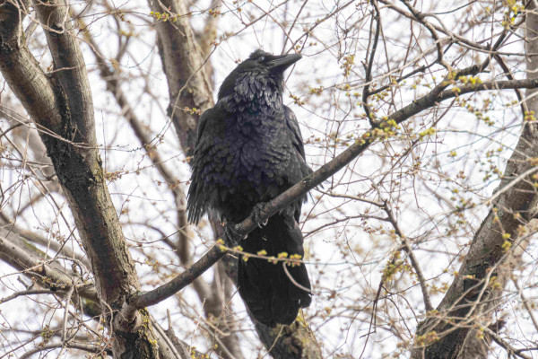A front view of the raven, which is looking somewhat to its left. Its feathers are quite ruffled by the breeze.