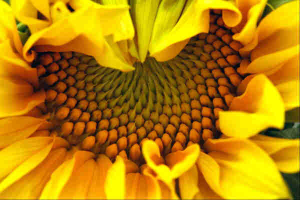 Closeup, head-on photo of the bottom half of a sunflower. The petals have opened along the bottom bit still curl down along the top. The centre is partially visible, showing spiral rows of buds all in different stages of preparation to open. The inner ones all have a spur at their top, each of which points toward the centre of the flower