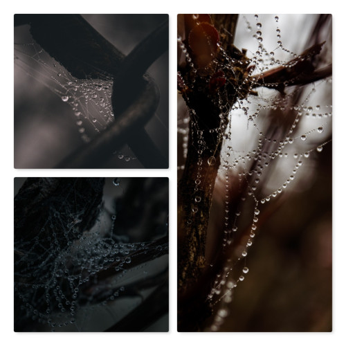 a 3 photo collage of dew drop covered spider silk. the upper left image is spider silk on a bit of chain link fence. the lower left shows a dew covered web between bush branches, the right hand panel shows a less dense web strung between branches