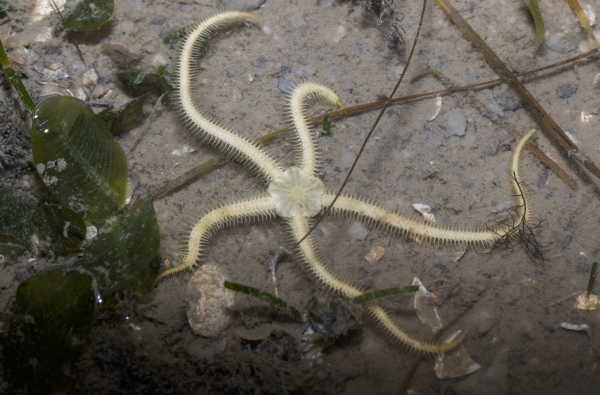 a pale yellow brittle star 'dancing' in a tide pool at Changi Beach 