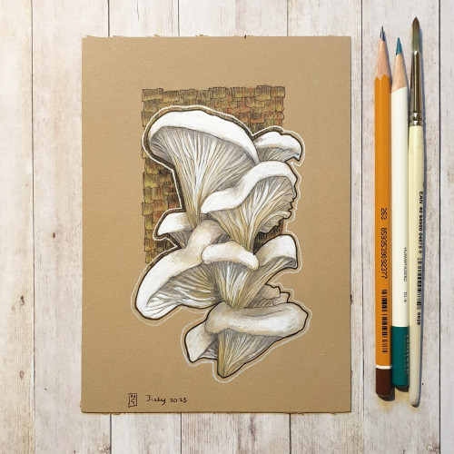 Original drawing - White Oyster Mushrooms
A colour drawing of white oyster mushrooms with a brown background. 
Materials: colour pencil, mixed media, acid free buff coloured artist paper
Width: 5 inches
Height: 7 inches