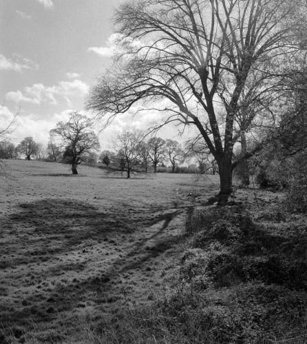 Black and white photo showing winter trees in the local park. The nearest one almost seems to reach out to embrace the others. It is casting a long shadow towards the left of the viewer.
