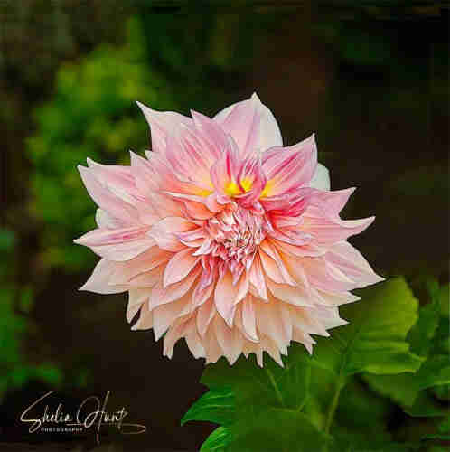 Closeup image of lovely pink dahlia set on a dark background.  This artwork is from the Fine Art Gallery of Shelia Hunt.