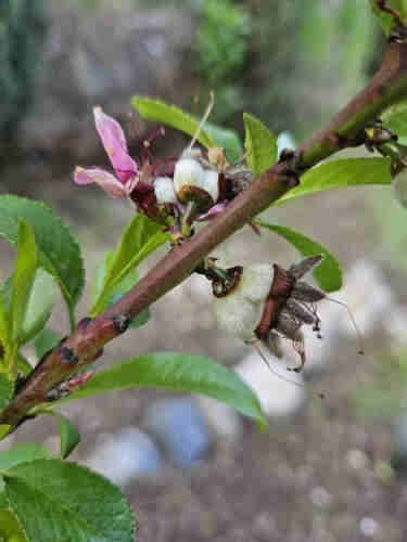 An up close photo of a stem of a peach tree with many tiny green leaves and 3 small peaches forming