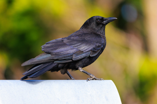 An American crow stands on a galvanized chimney cover in afternoon light. Their body is facing slightly away from the camera, and they're looking back over their right shoulder.