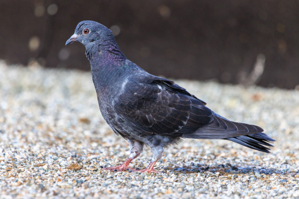 A fledgling T-checked pigeon poses in profile on a flat roof. 