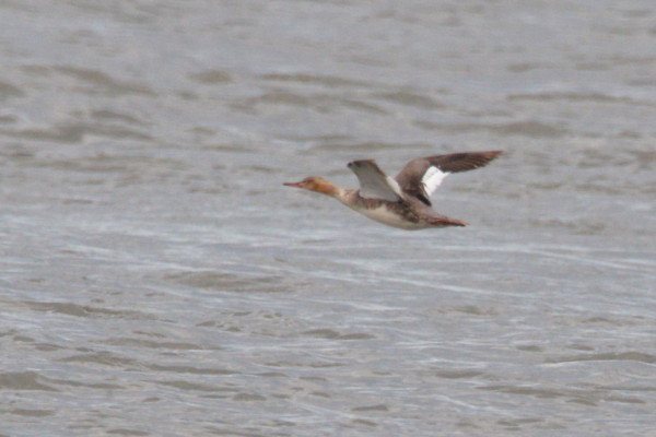 this female red-breasted merganser flew in and swam with a bunch of black scoters around some rocks

a long diving duck with a long red bill - brownish gray overall with a reddish head

seen here flying in right to left, over the surface of the water

Cape May, NJ - 6/12/24