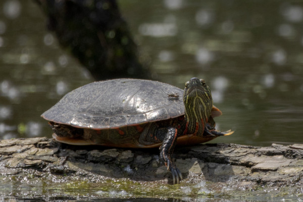 a turtle sitting on a log in the water looking straight on a the camera. because of the angle it looks like they are smiling. they have yellow stripes on their throat and orange stripes on their body. there is a large fly sitting next to their head on their shell. 
