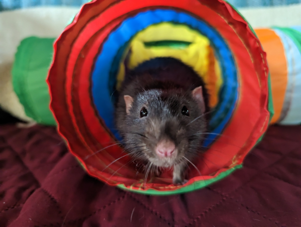 Rens, a dark dumbo rat, emerging from a colorful tunnel.