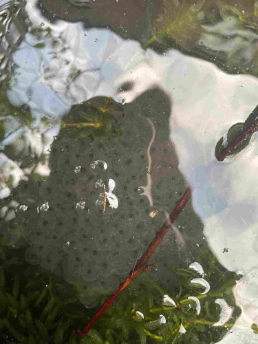 A large cluster of frogspawn in a pond sure with sticks and plants. The eggs are visible in a clearing in the reflection from the sky, made by my shadow 