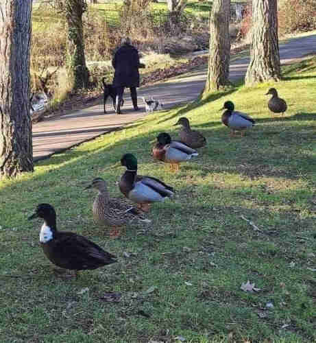 A city park where a bunch of wild ducks stands- you guessed it- all in a row. They're all facing something that's off camera. Maybe a bread truck that they're hoping crashes (no casualties of course, just the back doors popping open and piles and piles of loaves for the taking). That's how focused they look.