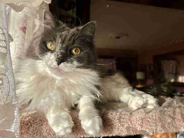 A fluffy grey and white kitty lounging on a cat tree with a sunny window lighting up her face. The background is shadowy, but her eyes and face and ruff are illuminated and her pupils are little slits.