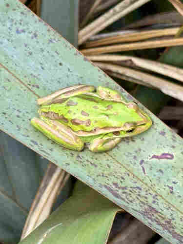 A frog sitting on a flax leaf