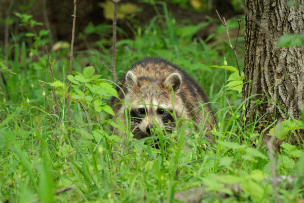 a large raccoon peers out from some low green grasses next to a tree. they are staring straight ahead at the camera which i guess they spotted even though i was very far away. they have fuzzy round ears, white eyebrows and snout, and black patches under their big deep black eyes. 